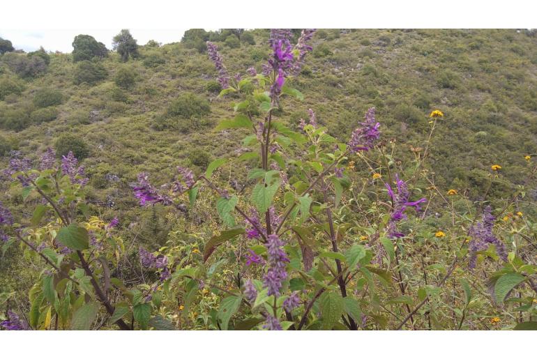 Salvia purpurea -15417