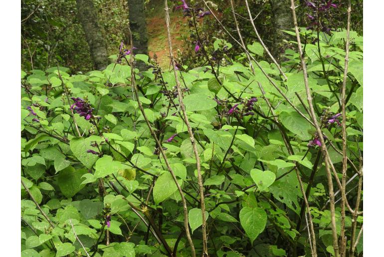 Salvia recurva -15418