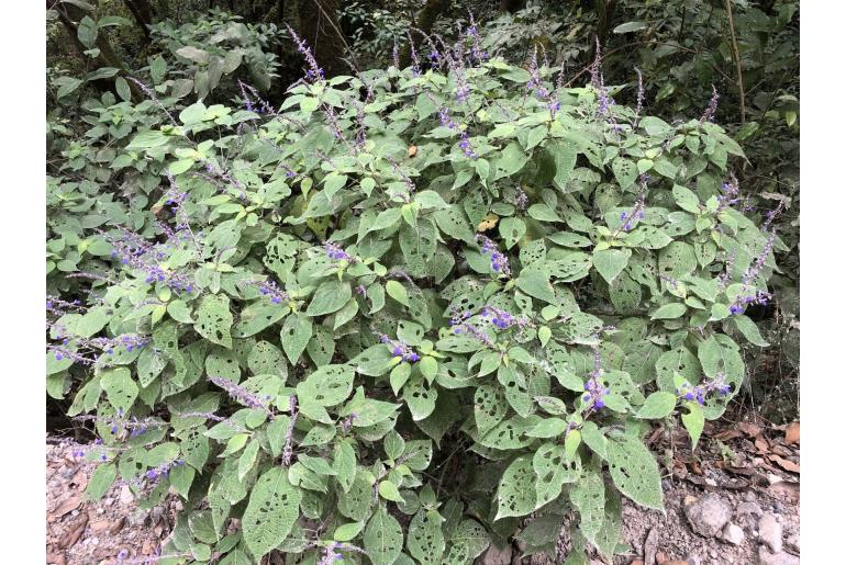 Salvia roscida -15420