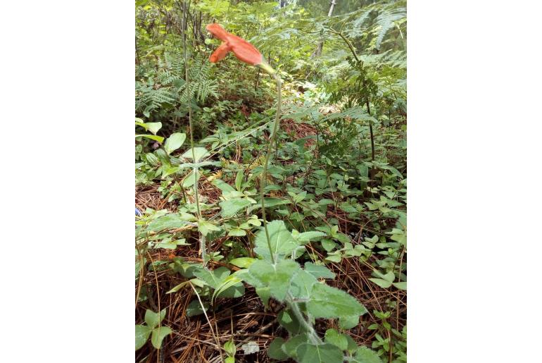 Salvia stolonifera -15426