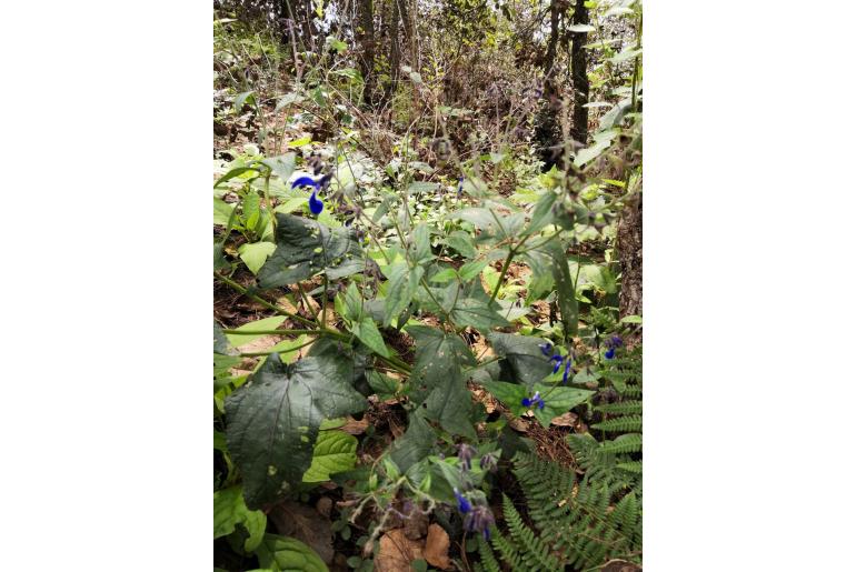 Salvia vitifolia -15436