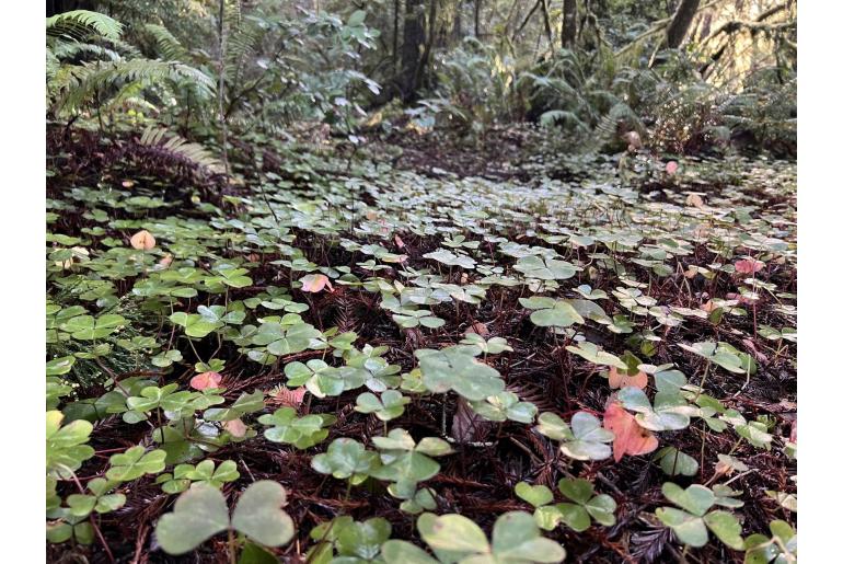 Oxalis oregana -15439