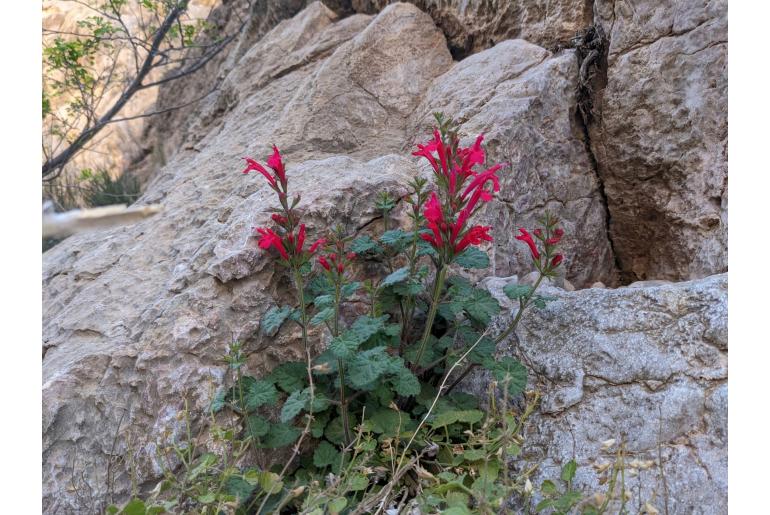 Salvia roemeriana -15444