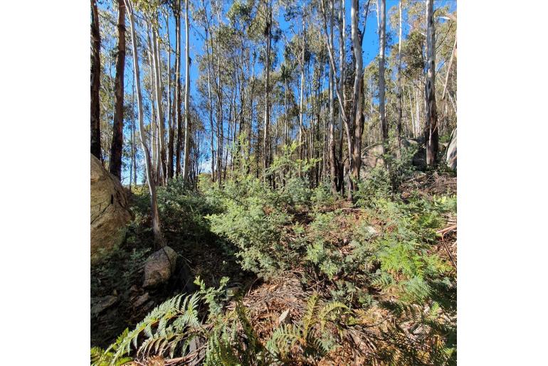 Acacia dealbata ssp subalpina -15449