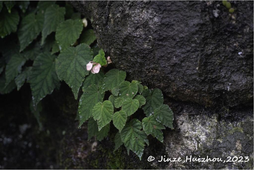 Omrande steunbladbegonia