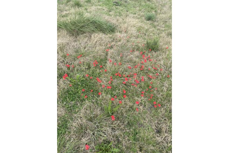 Verbena peruviana -15478