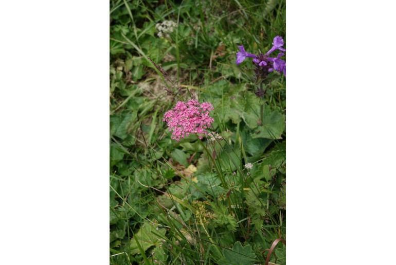 Pimpinella rhodantha -15485