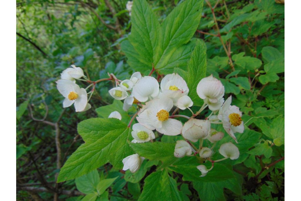 Zaagtandbladige begonia