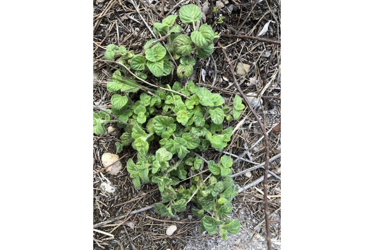 Clinopodium nepeta ssp spruneri -15508