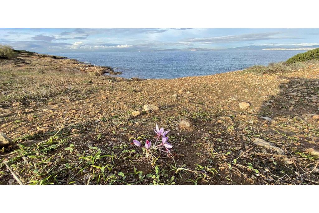 Cartwright's krokus