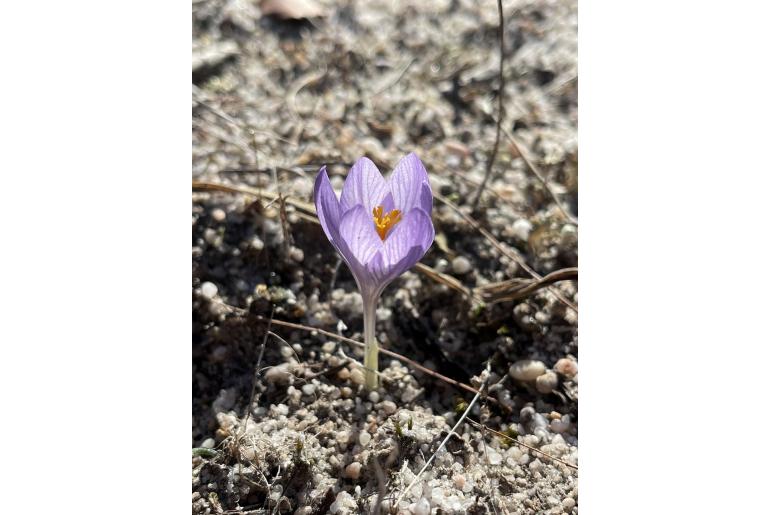 Crocus clusii -15530