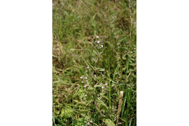 Teucrium scordium ssp scordioides -15531