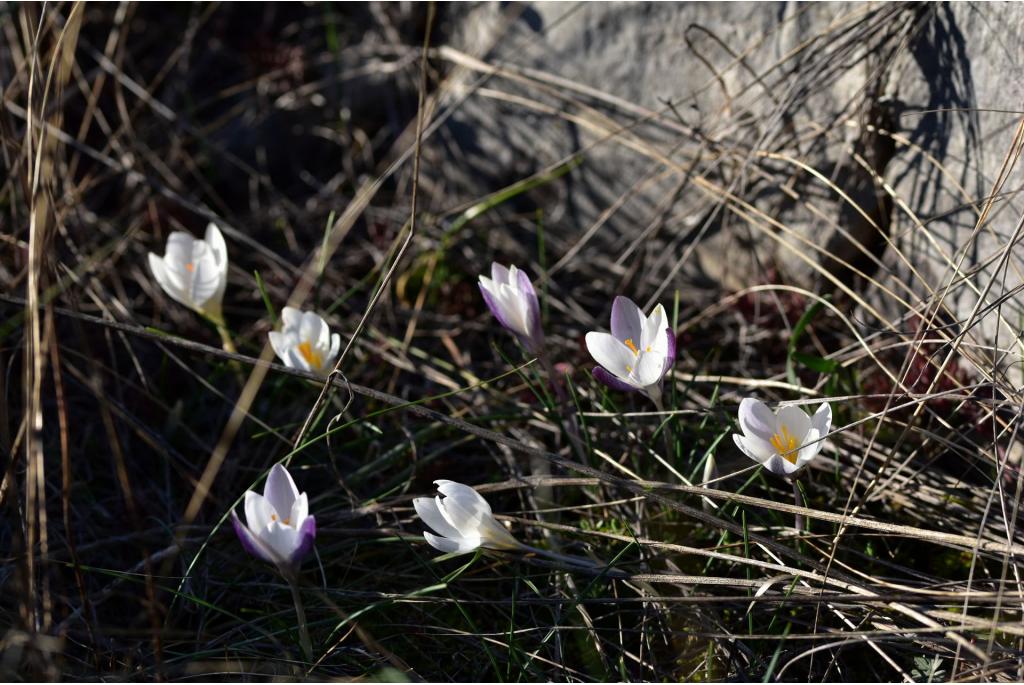 Welden's krokus