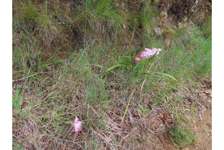 Gladiolus virgatus -15560