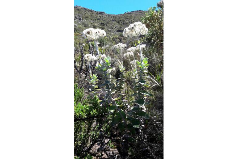 Helichrysum fruticans -15562