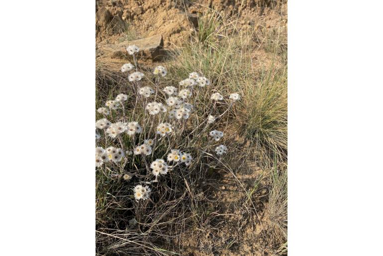 Helichrysum grandibracteatum -15563