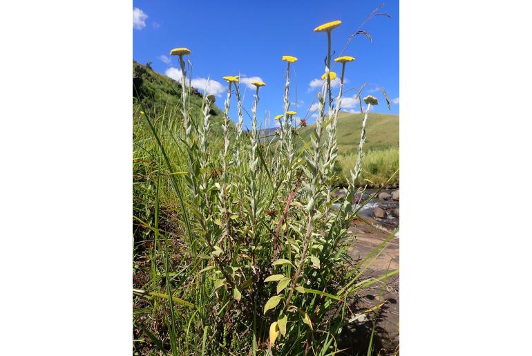 Helichrysum umbraculigerum -15564