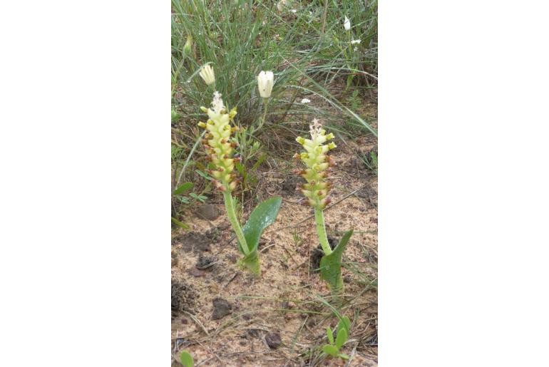 Lachenalia marginata -15569