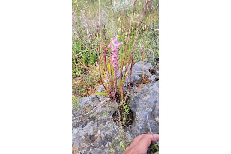 Lachenalia salteri -15570