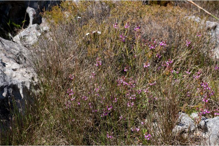 Polygala bracteolata -15576