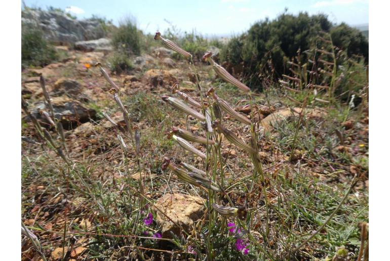 Silene burchellii ssp pilosellifolia -15581