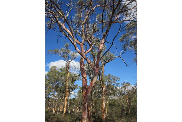 Eucalyptus accedens -15589