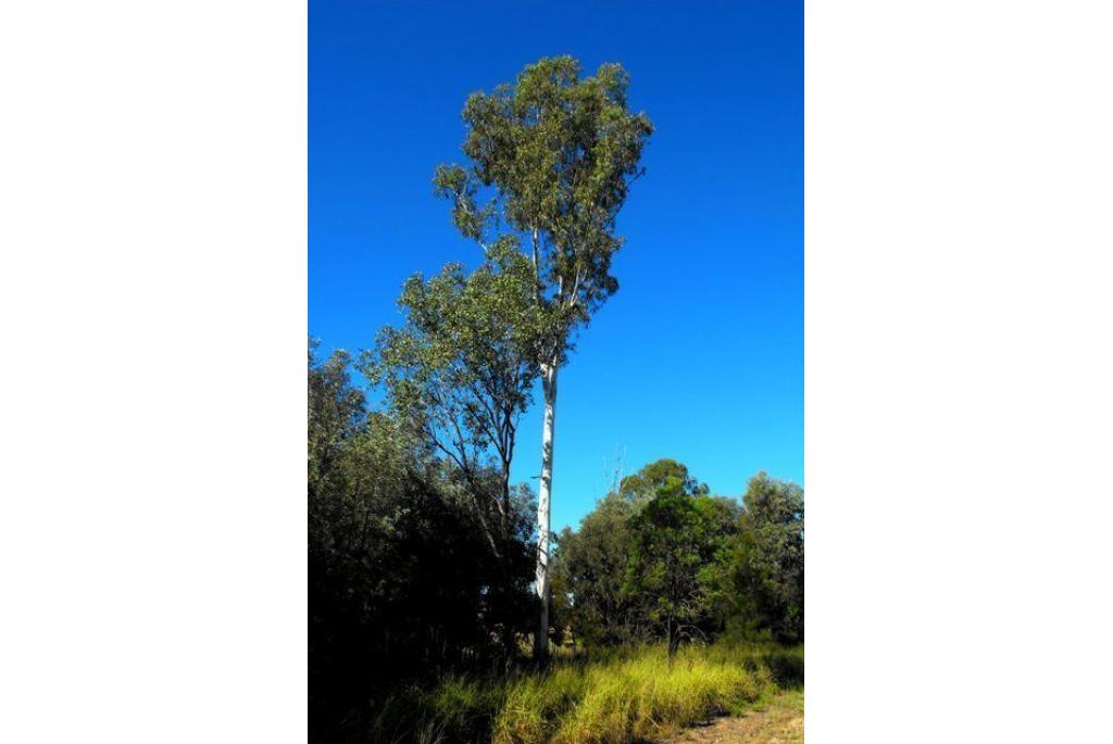 Westelijke Queensland witte Eucalyptus