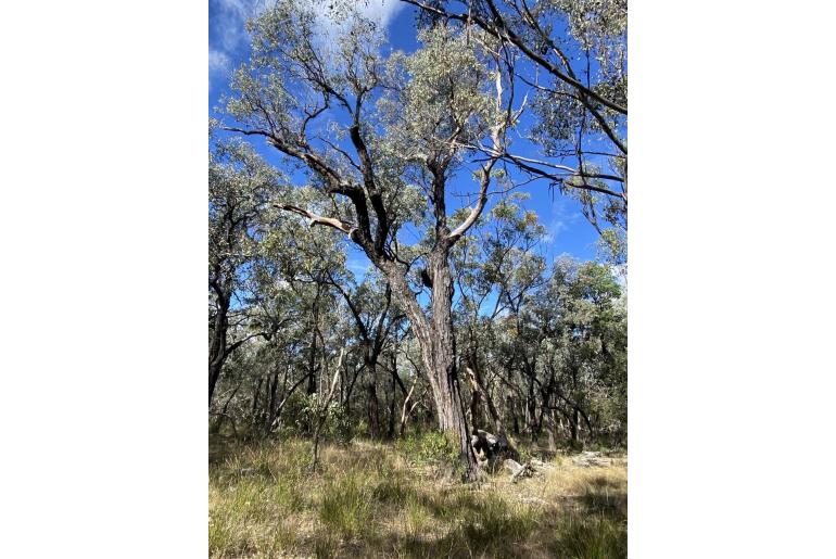 Eucalyptus caleyi -15591