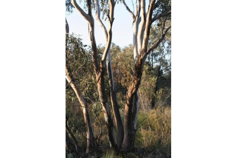 Eucalyptus dwyeri -15592