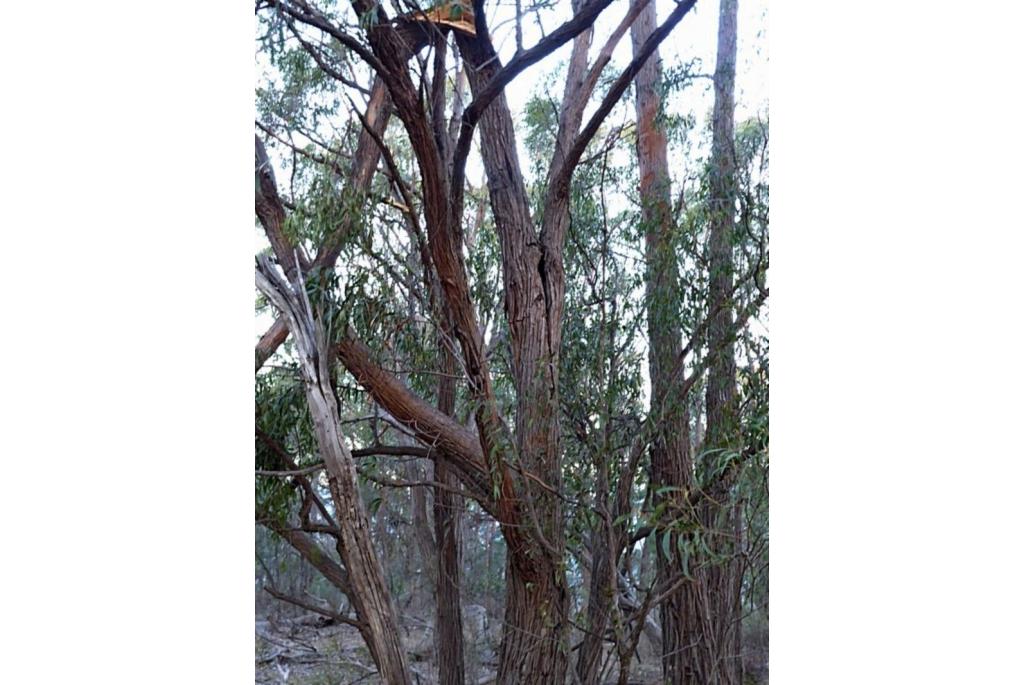 Eugenia-bladerige Eucalyptus