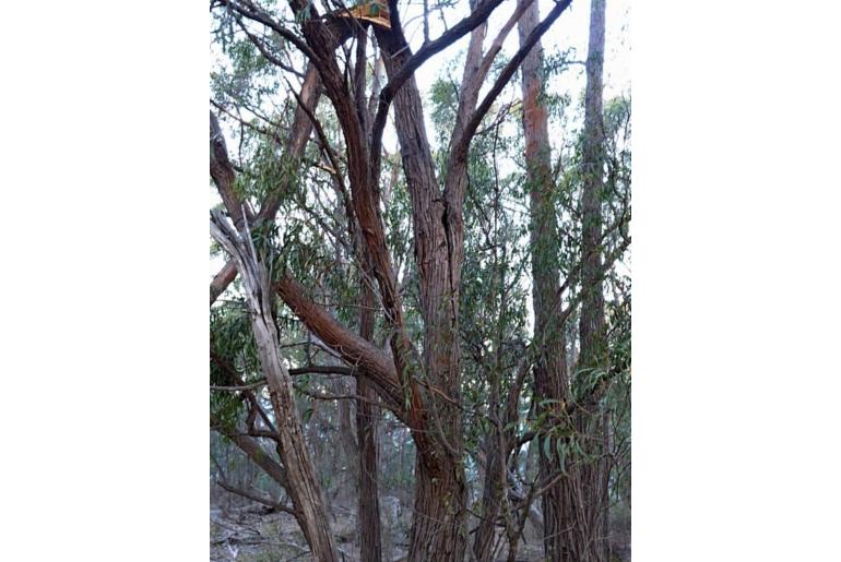 Eucalyptus eugenioides -15593