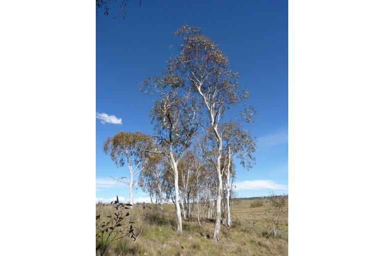 Eucalyptus lacrimans -15595