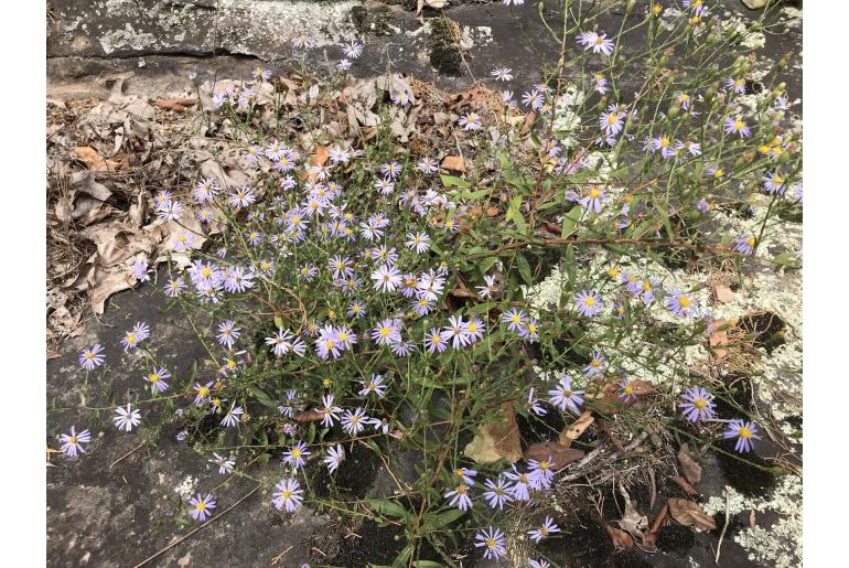 Symphyotrichum turbinellum -15596