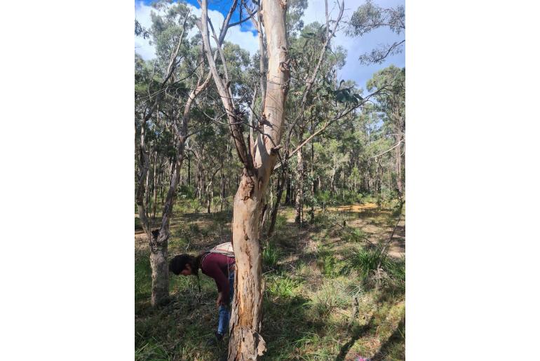 Eucalyptus parramattensis -15597