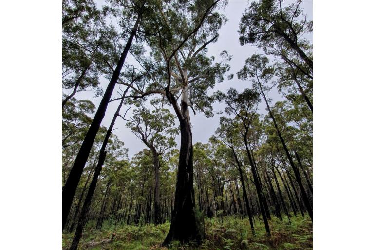 Eucalyptus pilularis -15598