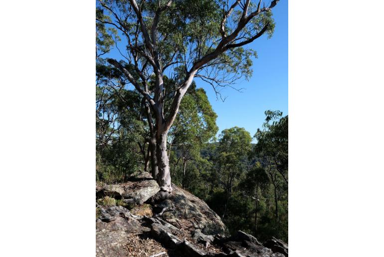 Eucalyptus punctata -15599