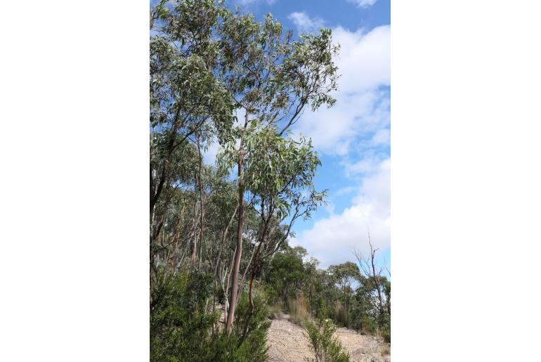 Eucalyptus saxatilis -15600