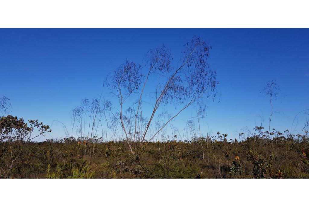 Huilende Eucalyptus