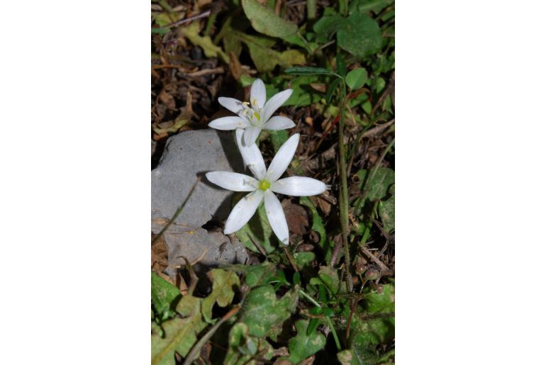 Ornithogalum dictaeum -15612