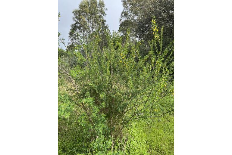 Cytisus arboreus -15623