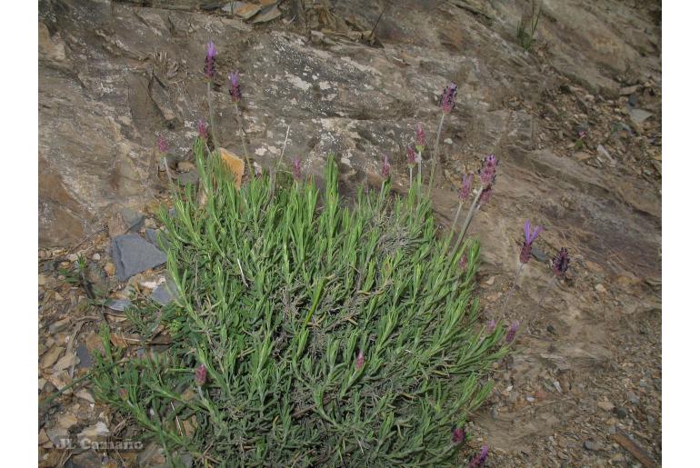 Lavandula pedunculata ssp sampaioana -15628