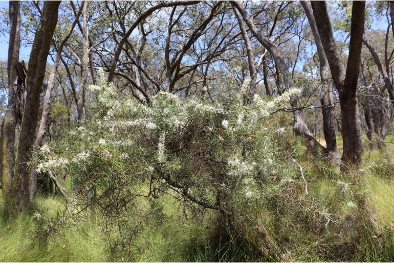 Hakea teretifolia ssp hirsuta -15639