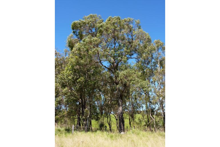 Eucalyptus nicholii -15644