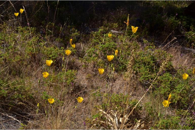 Calochortus clavatus var avius -15645