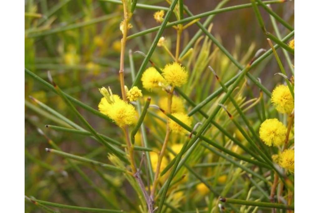 Fijnblad acacia