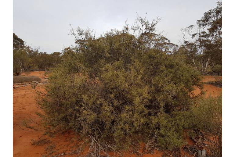 Acacia colletioides -15650