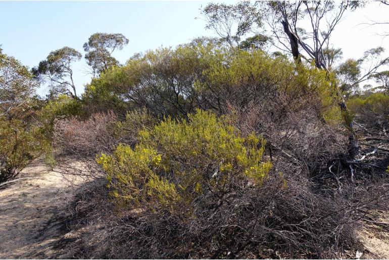 Acacia wilhelmiana -15653