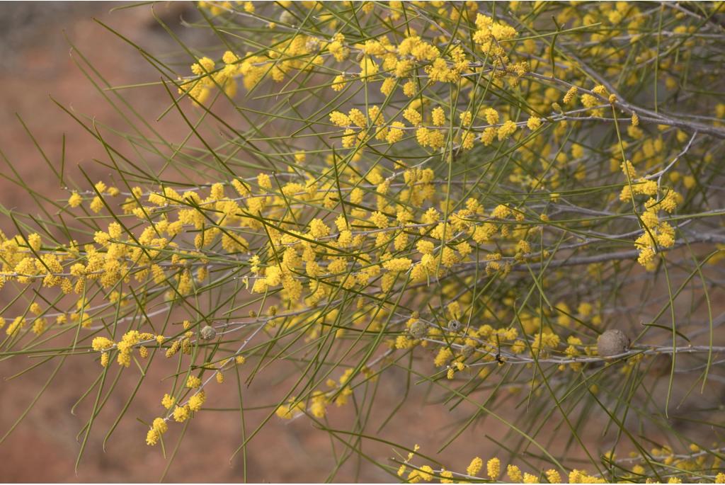 Burkitt's acacia