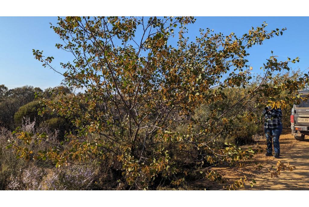 Schuurpapier acacia