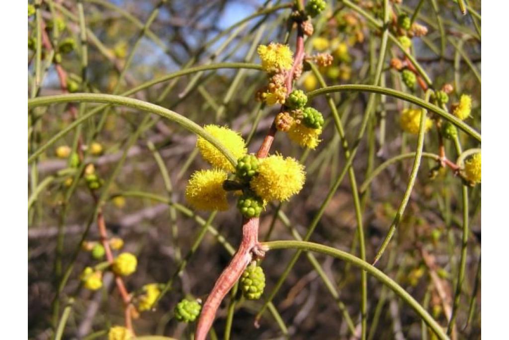 Zigzag acacia